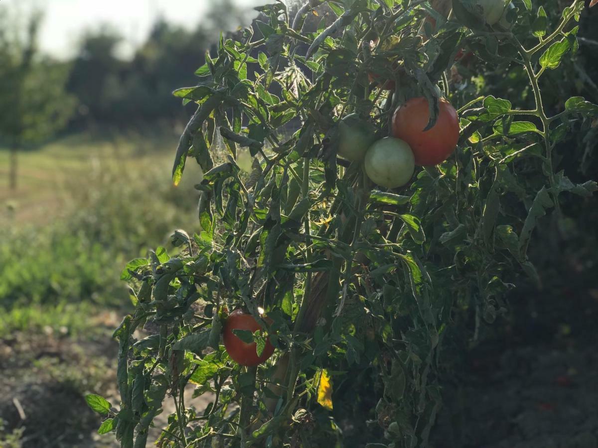 וולטרה Agriturismo Casallario מראה חיצוני תמונה
